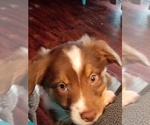 Small #4 Australian Shepherd