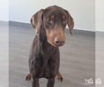 Small #2 Doberman Pinscher Mix