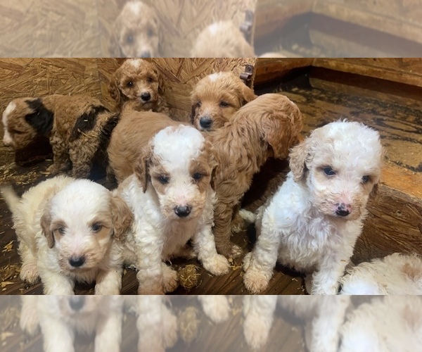 Medium Photo #1 Goldendoodle Puppy For Sale in PISGAH, AL, USA