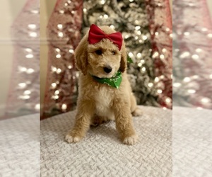 Goldendoodle (Miniature) Puppy for sale in APOPKA, FL, USA
