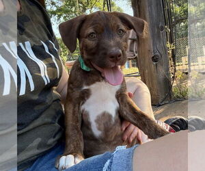 Mutt Dogs for adoption in Chico, CA, USA