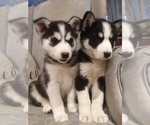 Small Photo #38 German Shepherd Dog-Siberian Husky Mix Puppy For Sale in SAINT MARYS, KS, USA