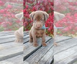 Puppy Maple Labrador Retriever