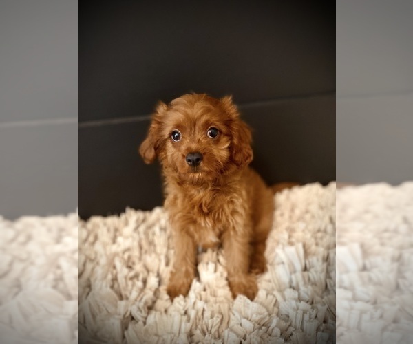 Medium Photo #3 Cavapoo Puppy For Sale in CROSSVILLE, TN, USA