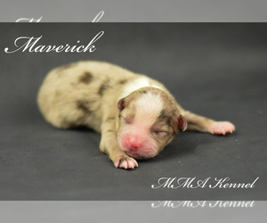 Australian Shepherd Puppy for sale in EASTON, MO, USA