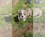 Small Photo #9 English Bulldog Puppy For Sale in CLEVELAND, NC, USA