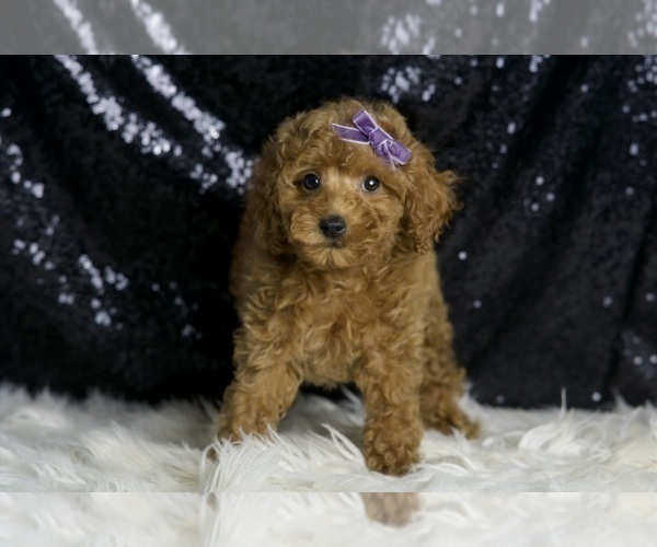 Medium Photo #5 Poodle (Miniature) Puppy For Sale in WARSAW, IN, USA