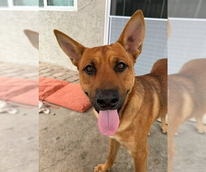 Mutt Dogs for adoption in Lake Forest, CA, USA