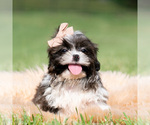 Puppy Giggles Shih Tzu