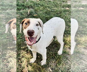 Pointer-Unknown Mix Dogs for adoption in Boston, MA, USA