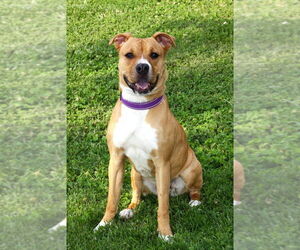 American Pit Bull Terrier Dogs for adoption in Evansville, IN, USA