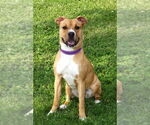 Small American Pit Bull Terrier