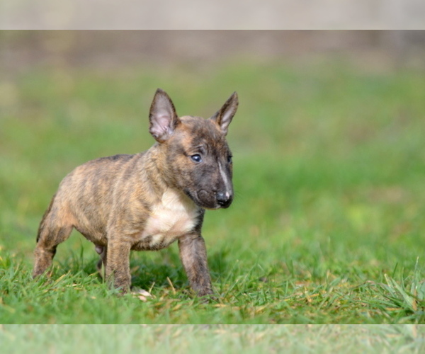 Medium Photo #11 Miniature Bull Terrier Puppy For Sale in Kiskoros, Bacs-Kiskun, Hungary