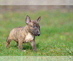 Small #10 Miniature Bull Terrier
