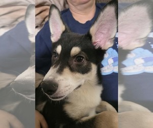 Bolt 2 - Male Siberian Husky-Unknown Mix Dog for Adoption - Photo #3