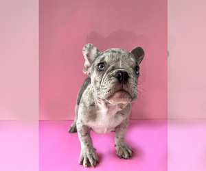 French Bulldog Puppy for sale in GOLDEN BEACH, FL, USA