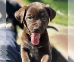 Small #1 Labrador Retriever Mix