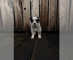 Australian Cattle Dog Puppy for sale in SANTA ROSA, CA, USA