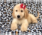 Small Photo #19 Goldendoodle Puppy For Sale in LAKELAND, FL, USA