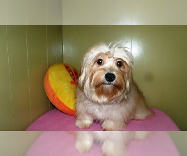 Medium Photo #3 Maltese Puppy For Sale in HAYWARD, CA, USA
