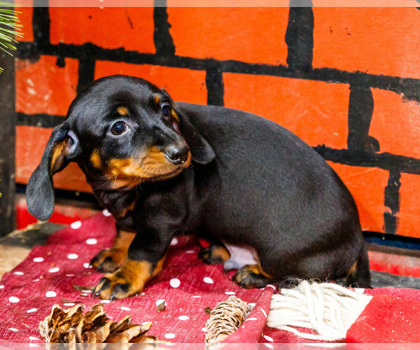 Medium Photo #48 Dachshund Puppy For Sale in WAKARUSA, IN, USA