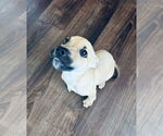 Small #11 Rat Terrier Mix