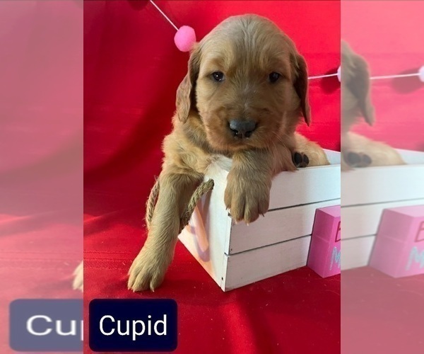 Medium Photo #5 Golden Retriever Puppy For Sale in CUB RUN, KY, USA