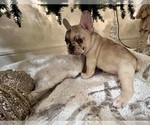 Small Photo #2 French Bulldog Puppy For Sale in MELBOURNE, FL, USA