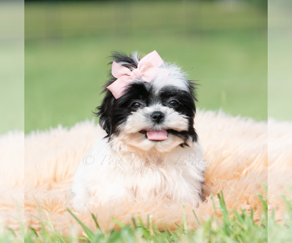 Medium Photo #3 Shih Tzu Puppy For Sale in WARSAW, IN, USA