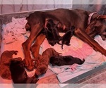 Puppy Puppy 5 Doberman Pinscher