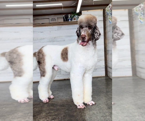 Medium Photo #1 Bernedoodle Puppy For Sale in NICEVILLE, FL, USA