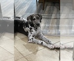 Small Photo #8 Great Dane Puppy For Sale in HOUSTON, TX, USA