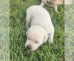 Small Photo #11 Labrador Retriever Puppy For Sale in CEDAREDGE, CO, USA
