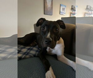 Leia - Female Mutt Dog for Adoption - Photo #2