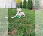 Small #13 Labrador Retriever Mix