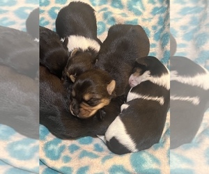 Morkie Puppy for sale in LUDLOW, MO, USA