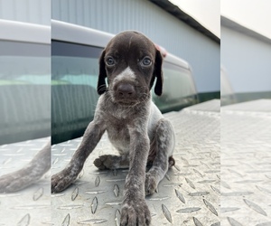 German Shorthaired Pointer Puppy for sale in WARSAW, NC, USA