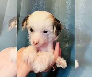 Chinese Crested Puppy for sale in DRESDEN, OH, USA