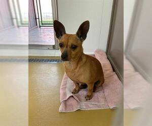 Chihuahua Dogs for adoption in Lathrop, CA, USA