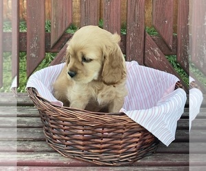 Cockalier Puppy for sale in ALFRED STATION, NY, USA