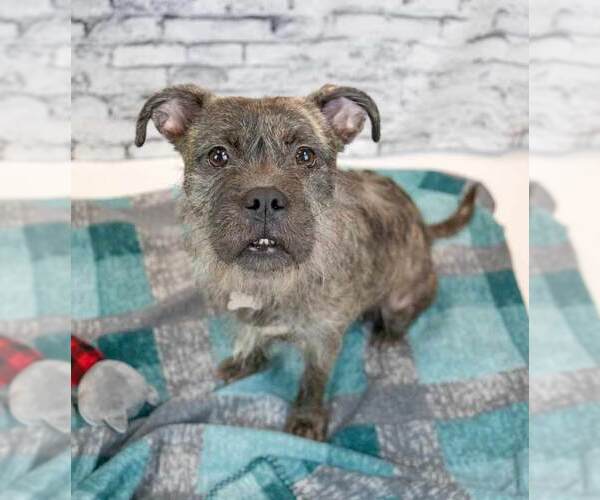 Medium Photo #4 Mutt Puppy For Sale in Kennesaw, GA, USA