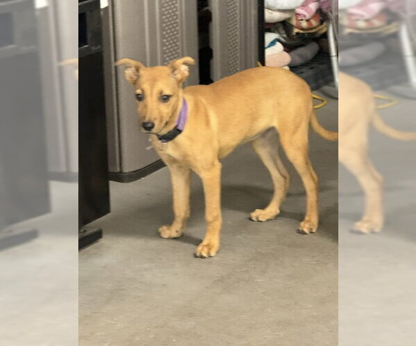 Medium Photo #3 Labrador Retriever-Unknown Mix Puppy For Sale in Genesee, WI, USA