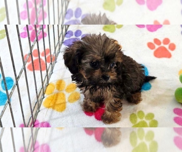 Medium Photo #13 Cavapoo (Miniature)-Poodle (Toy) Mix Puppy For Sale in ORO VALLEY, AZ, USA