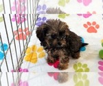 Ginger - Female Cavapoo (Miniature)-Poodle (Toy) Mix Puppy for Sale - Photo #13