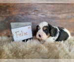 Small Photo #6 Bernese Mountain Dog-Cavalier King Charles Spaniel Mix Puppy For Sale in CUBA CITY, WI, USA