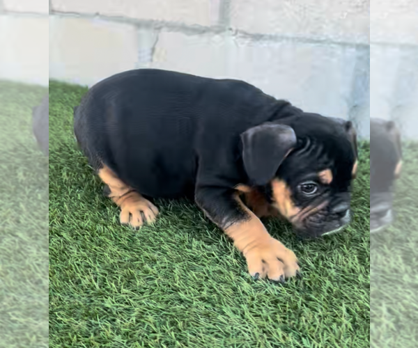 Medium Photo #3 English Bulldogge Puppy For Sale in CHICAGO, IL, USA