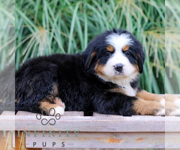 Medium Photo #2 Bernese Mountain Dog Puppy For Sale in EPHRATA, PA, USA