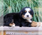 Small #1 Bernese Mountain Dog