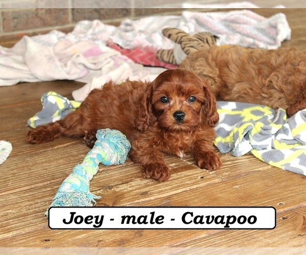Medium Photo #5 Cavapoo Puppy For Sale in CLARKRANGE, TN, USA