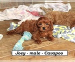 Small #4 Cavapoo